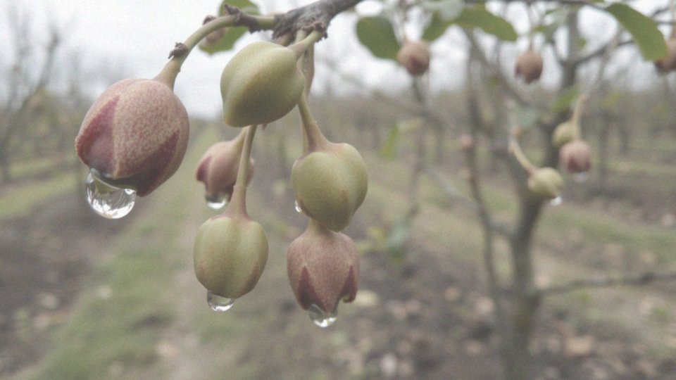 Kiedy zaczyna się sezon na opryski czereśni?